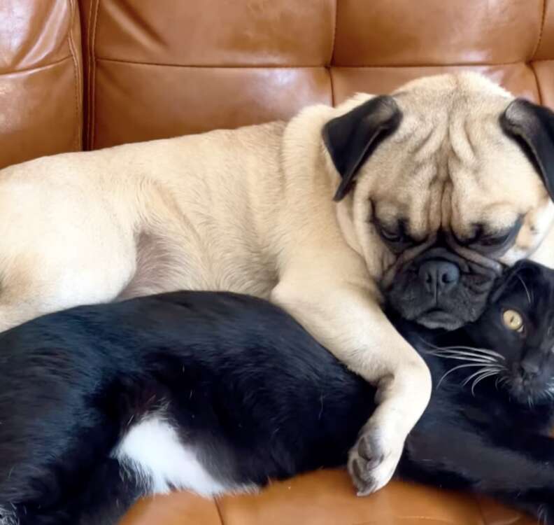 A pug spoons his cat friend.