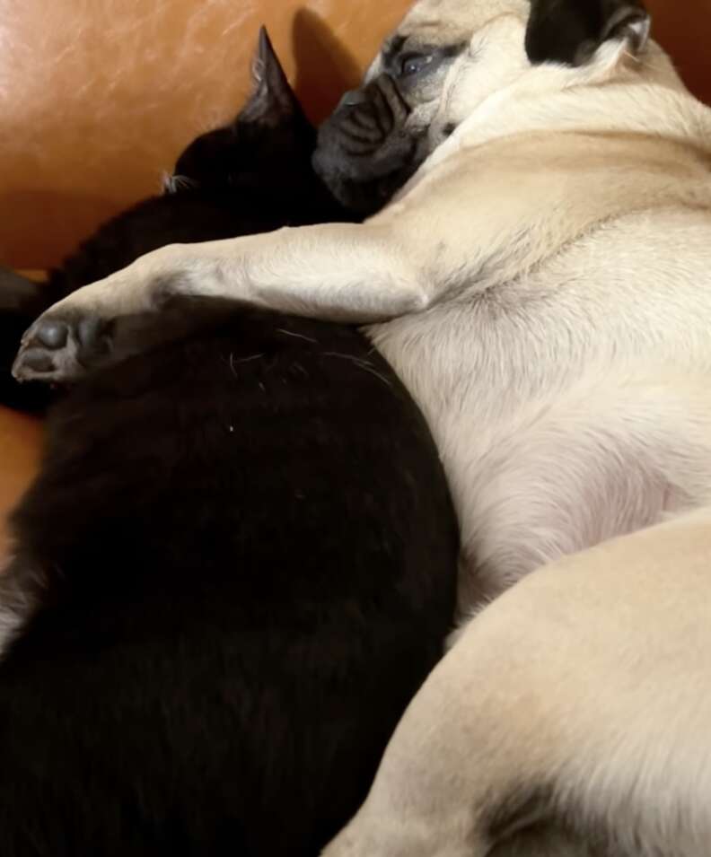 A pug spoons his cat friend.