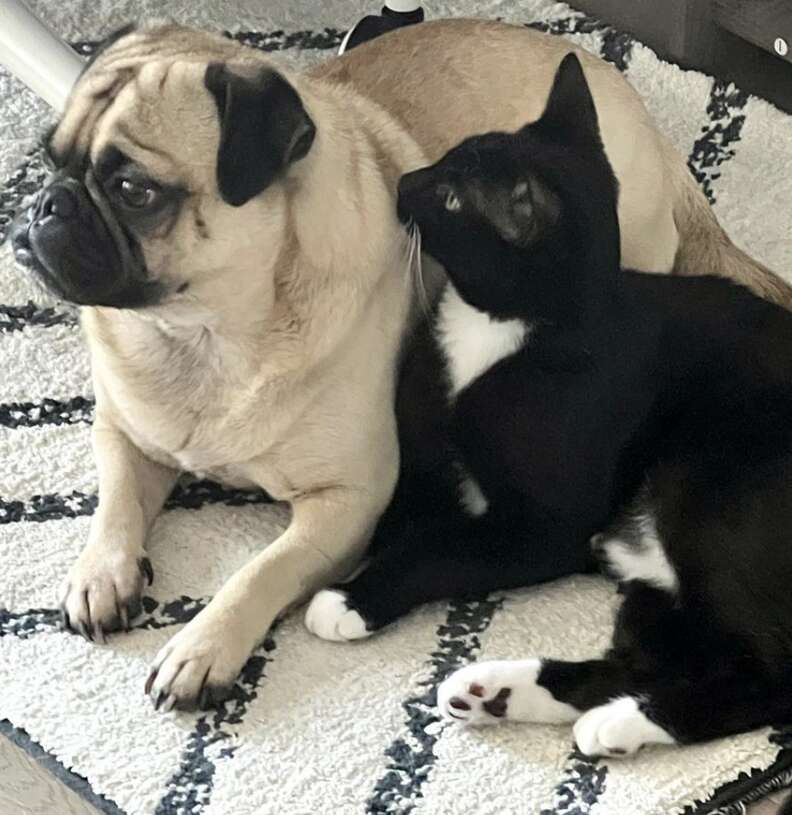 A pug and his cat friend sit together.