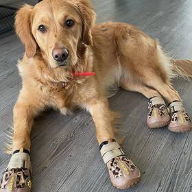 Giant Dog Obsessed With Wearing Crocs - The Dodo