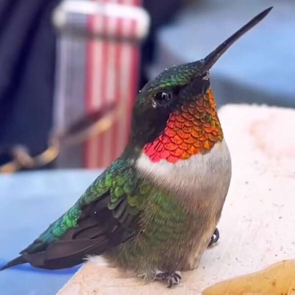 hummingbird