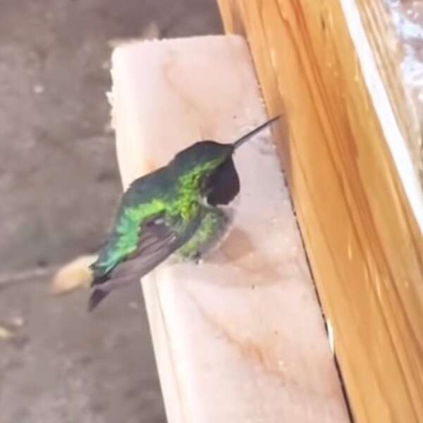 hummingbird