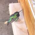 Tiny Hummingbird Flies Into Woman's Workshop Asking For Help 