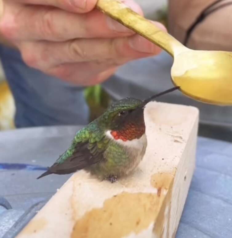 hummingbird drinking