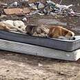 Three dogs sleep on an abandoned mattress.