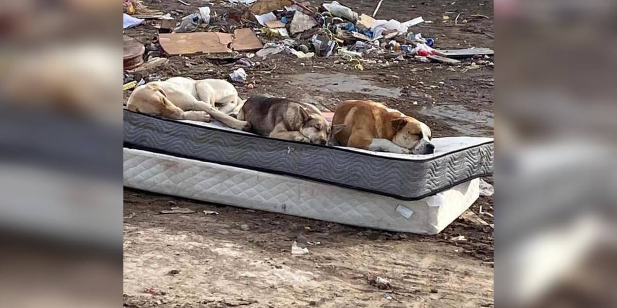 Dogs Rescued From Dumpsite Reunite A Year Later To Recreate Emotional Photo  - The Dodo