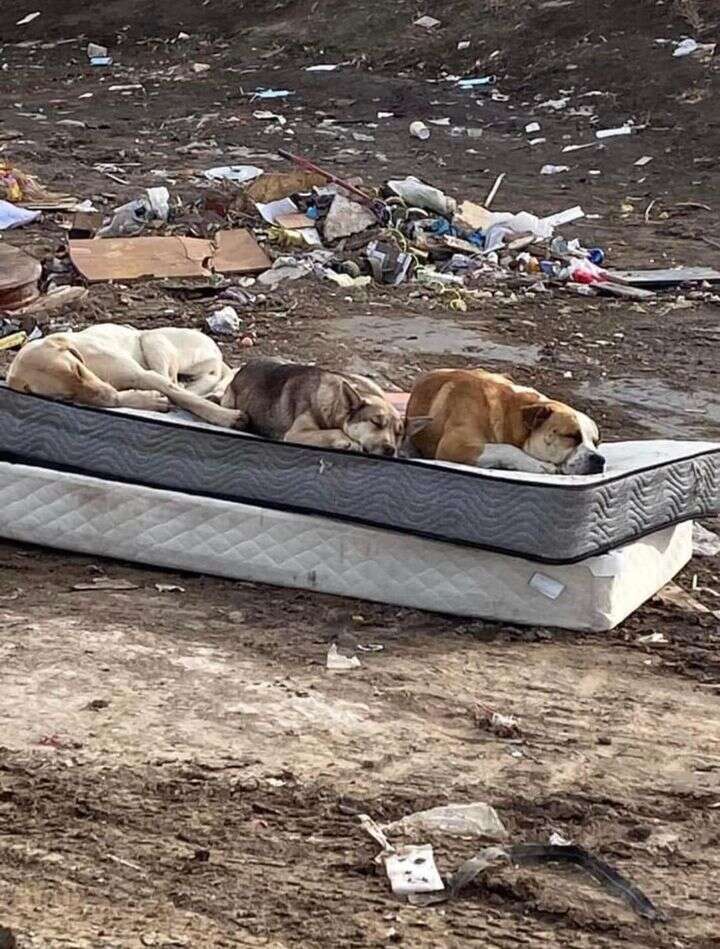 Three dogs sleep on an abandoned mattress.