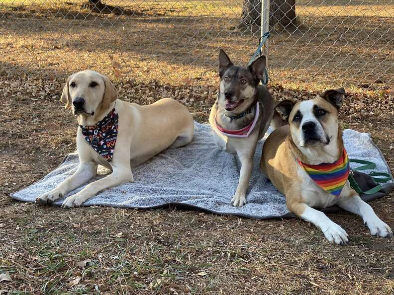 Three dogs reunite after a year apart.