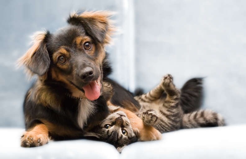 dog and cat on couch
