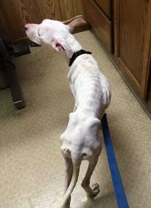 A white dog has just been rescued.