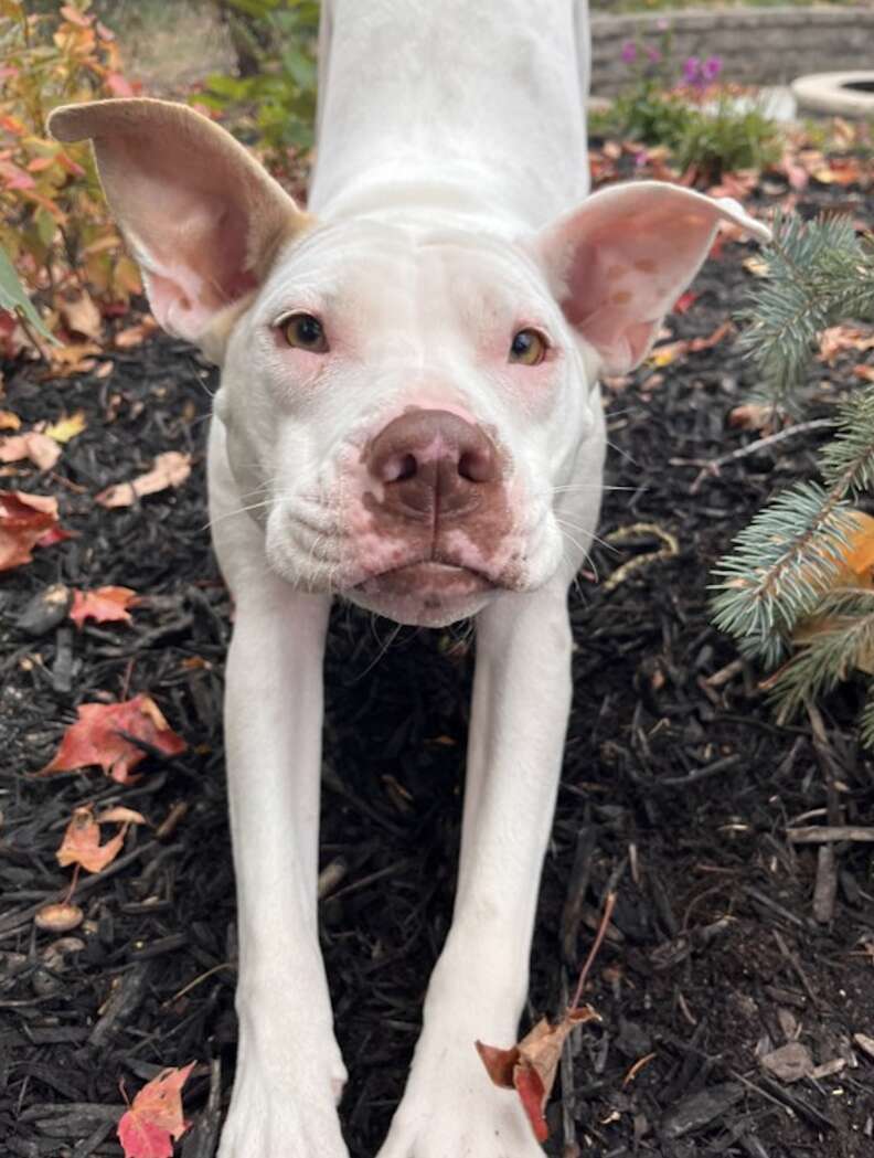 A white dog takes a stretch.