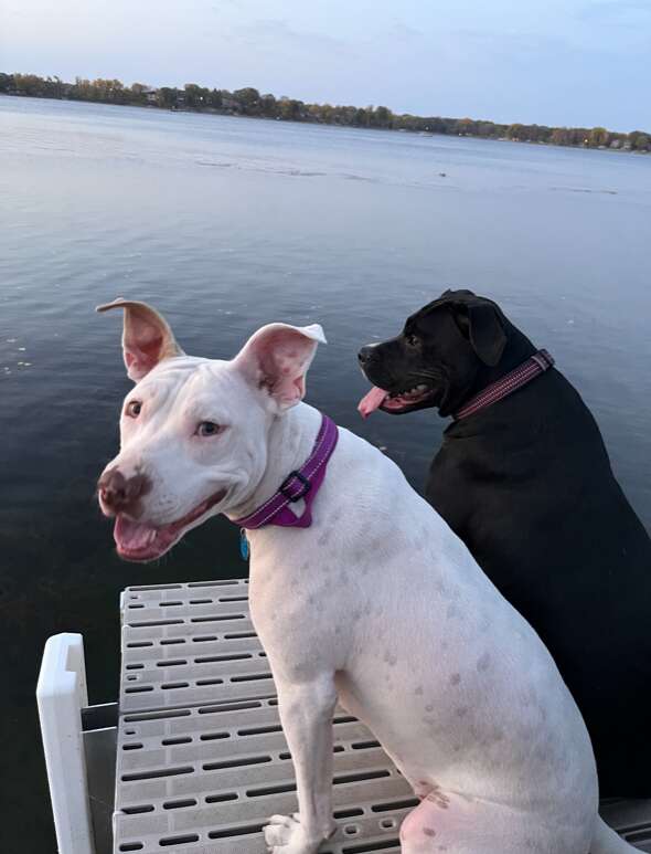 A white dog sits on a dog with her friend.