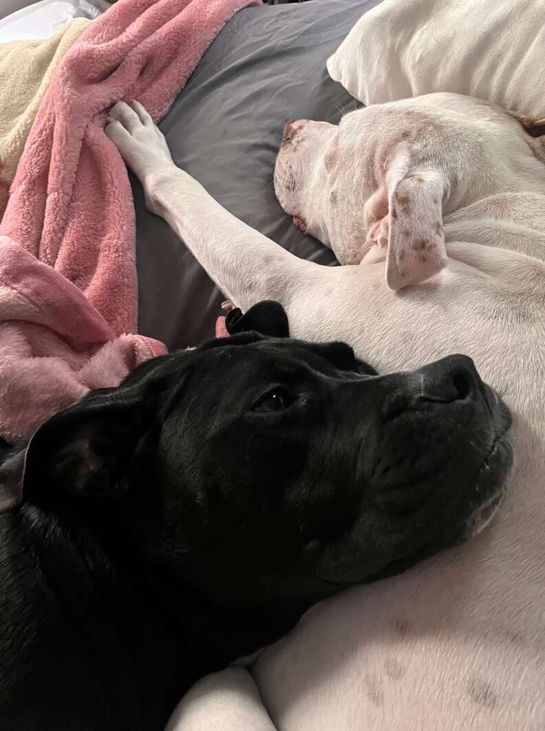 Two dogs nap together.