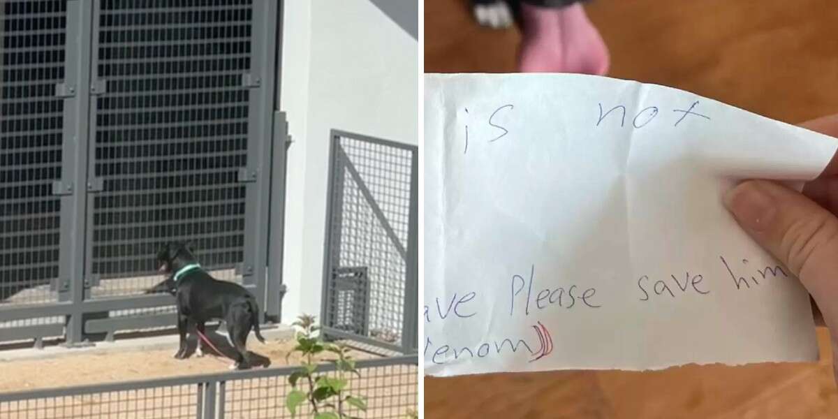 Woman Finds Dog Left All Alone In Park With The Saddest Note