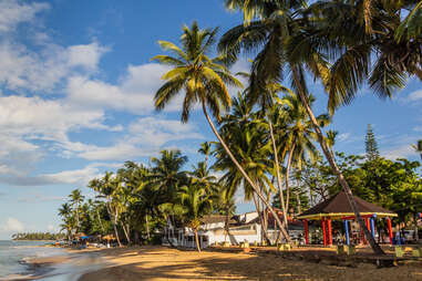 palm tress on beach