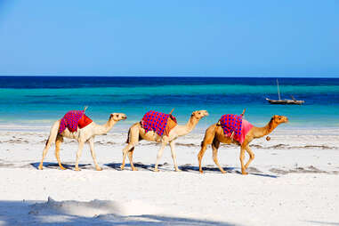 camels on beach