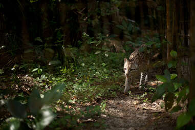 ocelot