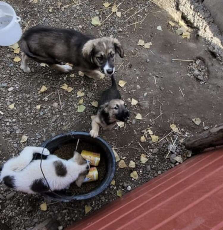 puppies playing