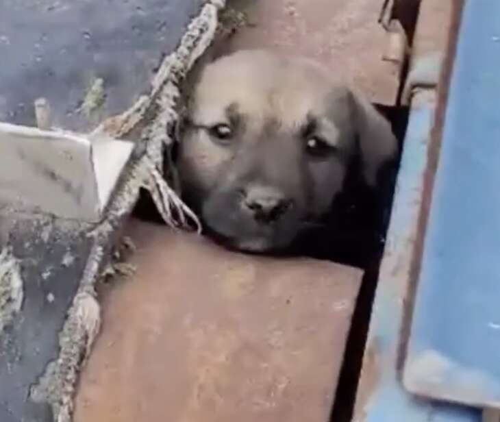 dog in conveyor belt 