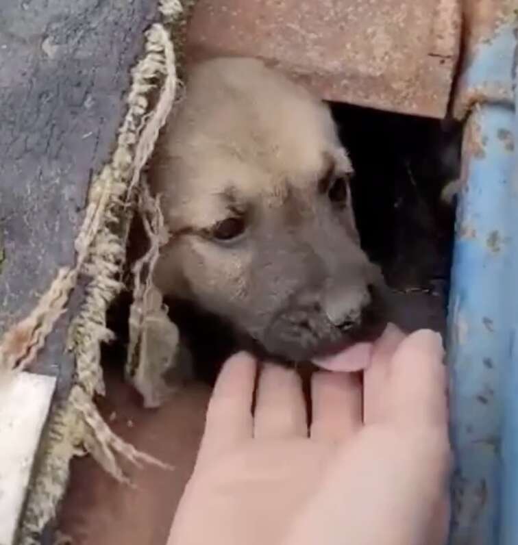 small brown dog