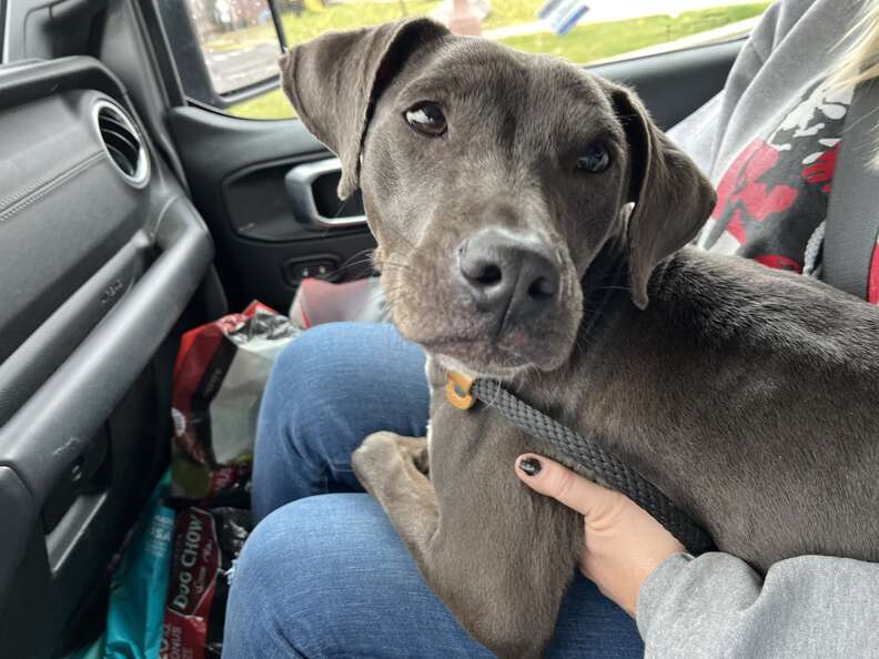 Stray Dog Found Sleeping On Trash Can't Stop Hugging Her Rescuers - The Dodo