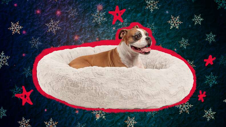 Dog bed hot sale deals