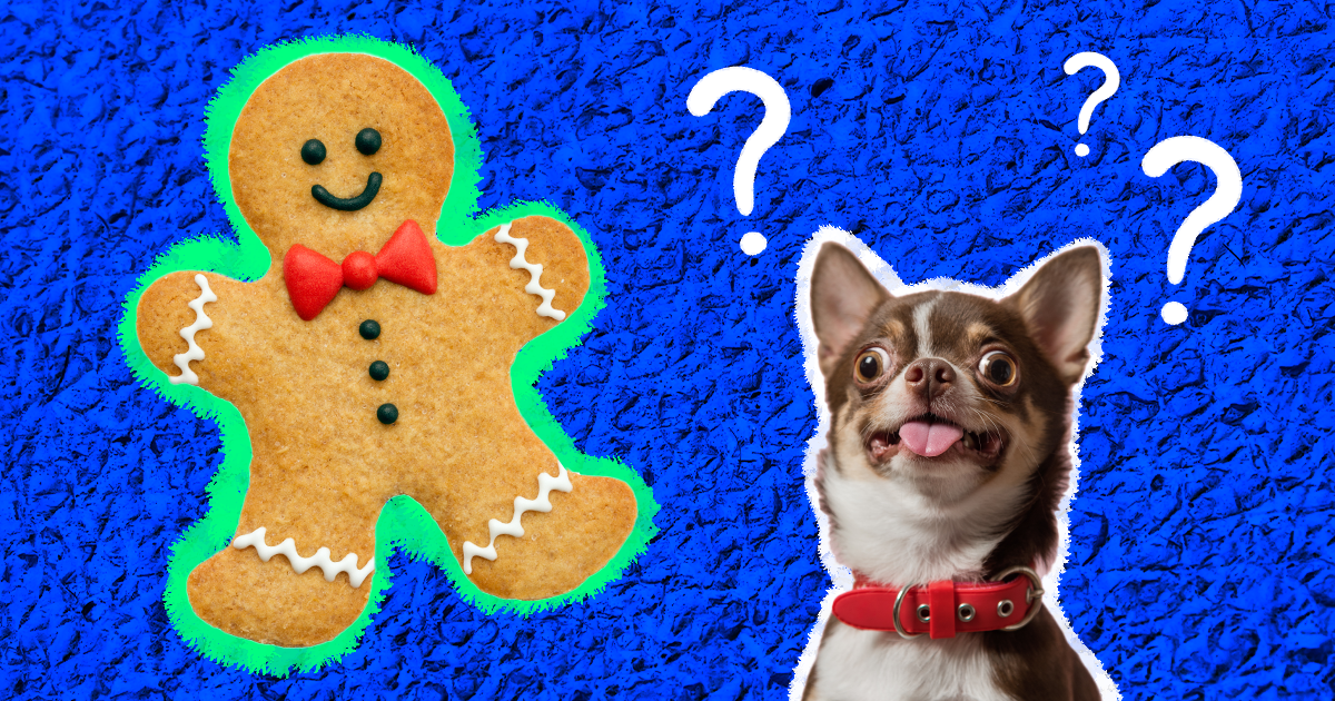 Dog ate 2025 gingerbread cookies