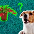 are christmas cactus poisonous to dogs