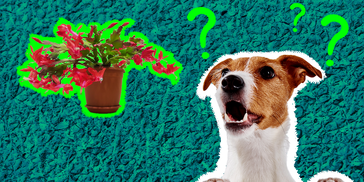 are christmas cactuses poisonous to cats and dogs