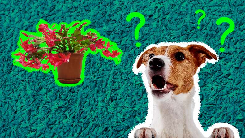are christmas cactus poisonous to dogs