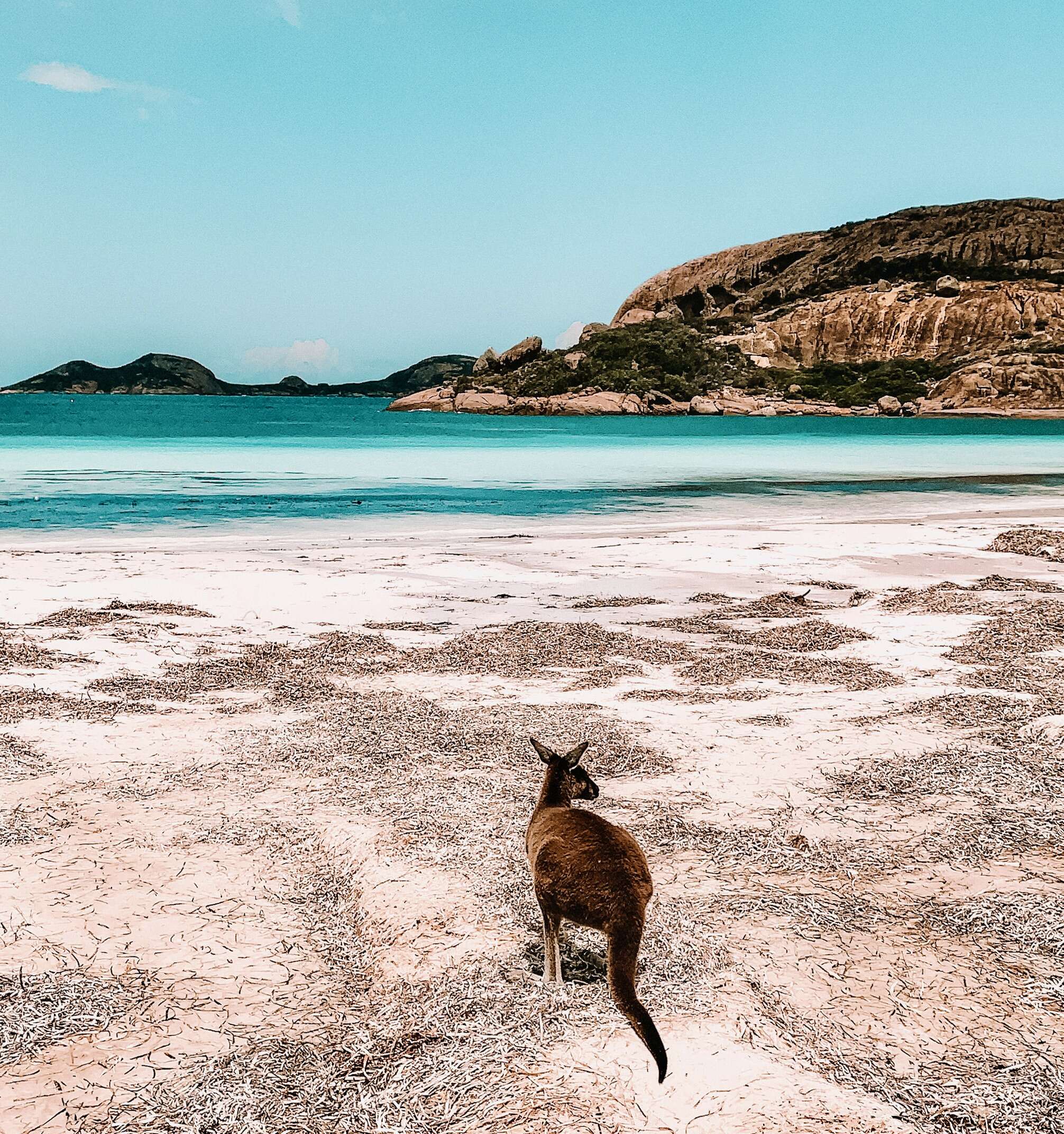 kangaroo on beach