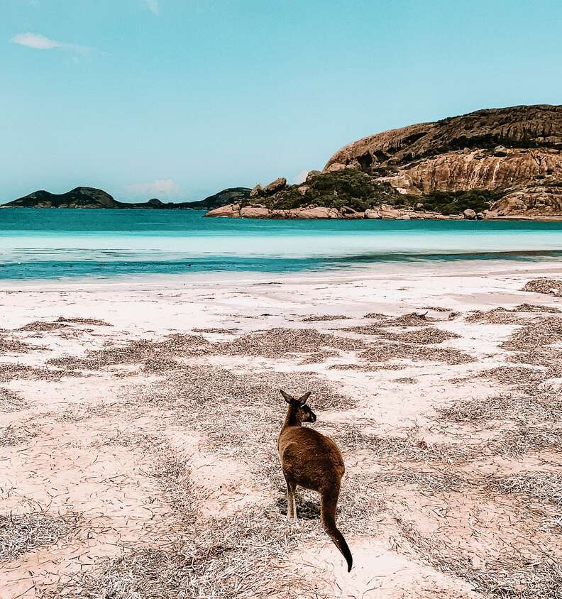 kangaroo on beach