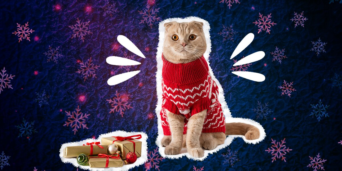 Cat wearing christmas sweater deals