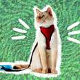 The Best Cat Leash You Can Buy For Your BFF, According To The Experts