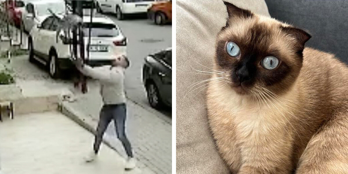 Lucky Cat Falls From Building Straight Into A Hero's Loving Arms The Dodo
