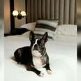 Dog-Friendly Hotels In NYC