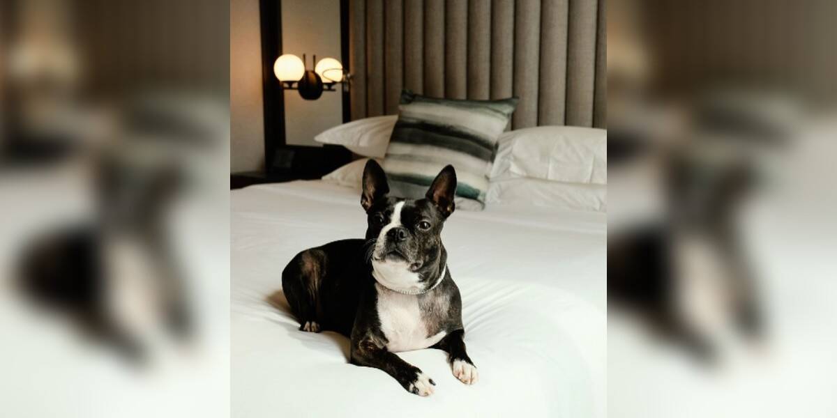 Pet-Friendly Hotel in New York City