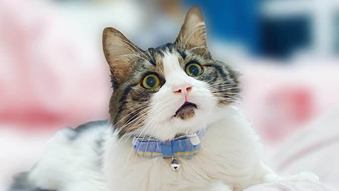 Kudes Breakaway Collar with Cute Bow Tie and Bell, 2 Pack