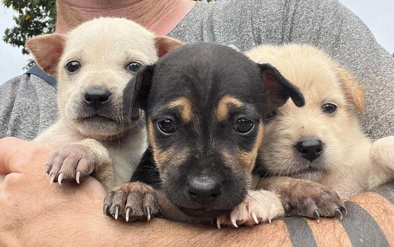 three puppies