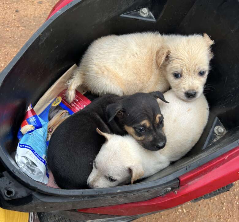three puppies 