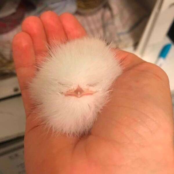 Ball of fluff online dog