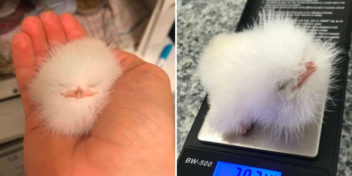 Rescuer Spots A 'Little Fluff Ball' On The Ground Then Realizes It’s Alive