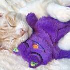 Petstages Purr Pillow Cat Plush Toy