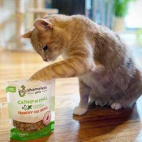 Is it okay to feed your clearance cat tuna