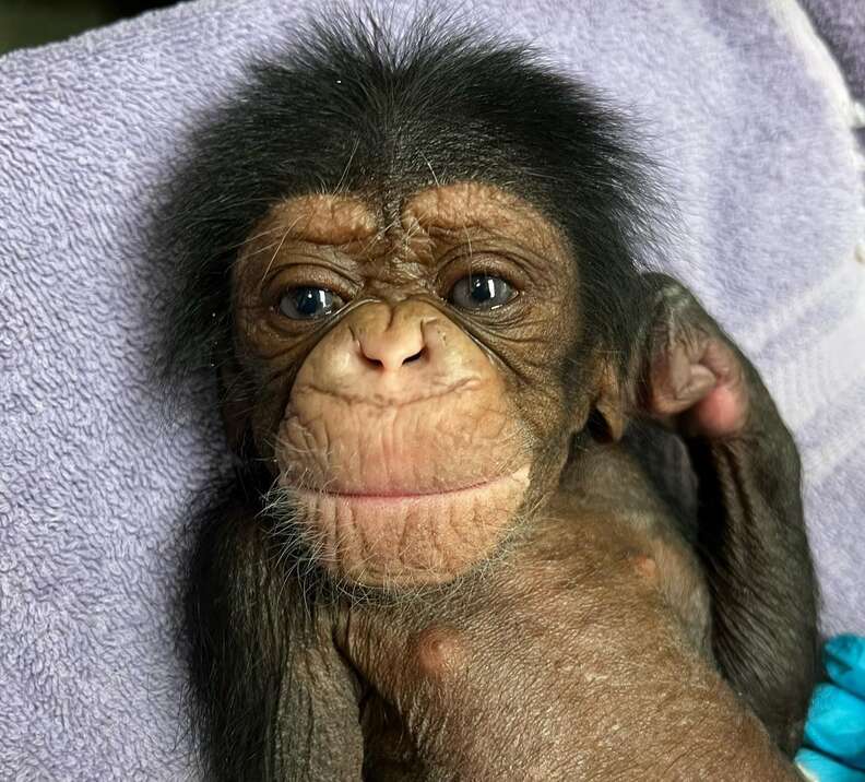 At the zoo: Gorilla mother Changa Maidi holds her baby