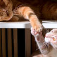 Cat Hates His New Kitten Brother Until...❤