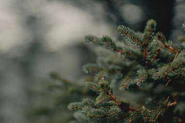 How To Plant, Fertilize, Prune & Water A Colorado Blue Spruce Trees -  Wilson Bros Gardens