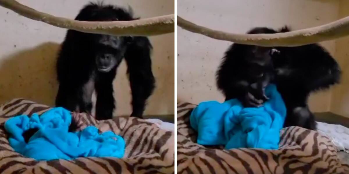 At the zoo: Gorilla mother Changa Maidi holds her baby