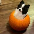 Tiny Dog Jumps In Carved Pumpkin And Decides He Lives There Now