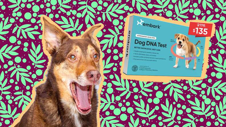 Embark Breed Identification DNA Test for Dogs